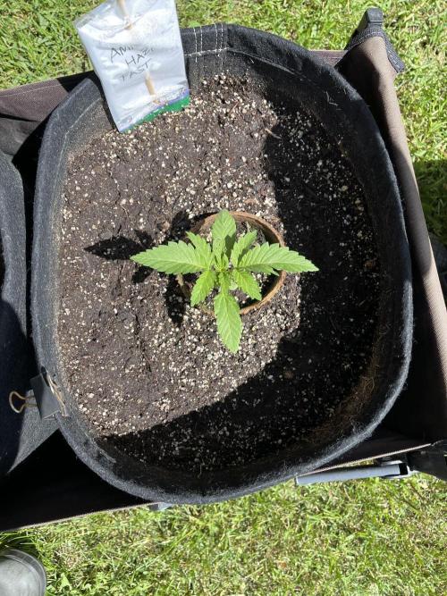 Amnesia Haze Go Fast. Week 6