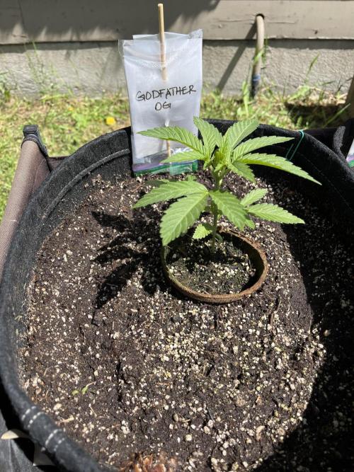 26 The Godfather. Week 6 - June 6 Day 36