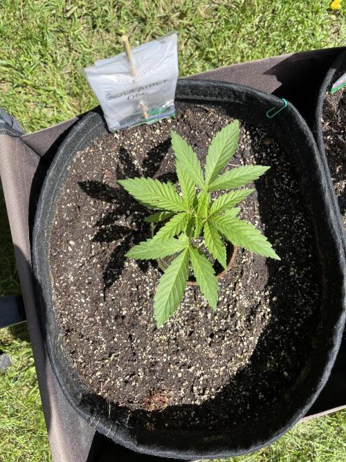 Godfather OG. Week 6