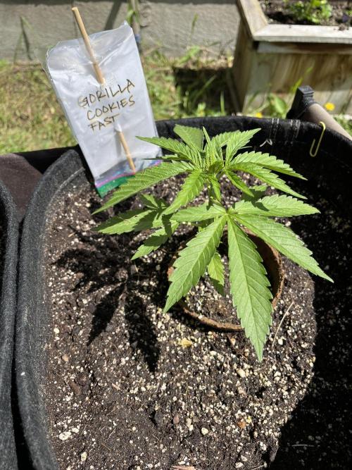 26 Gorilla Cookies Fast. Week 6 - June 6 Day 36