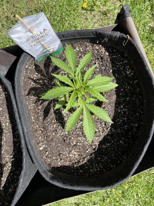 Gorilla Cookies FF. Week 6