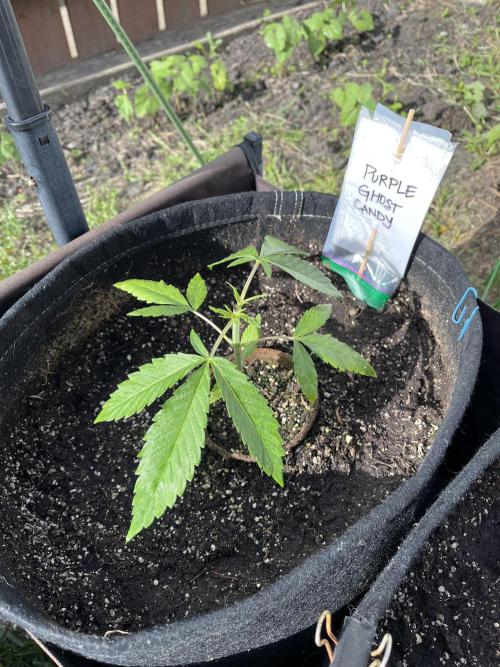Purple Ghost Candy. Week 6