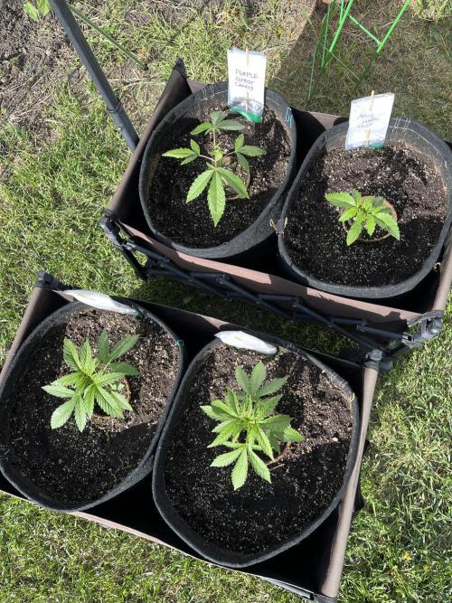 26 Amnesia Haze Fast. Week 6 - june 7 Day 37