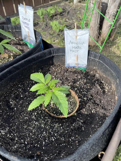 Amnesia Haze Go Fast. Week 6