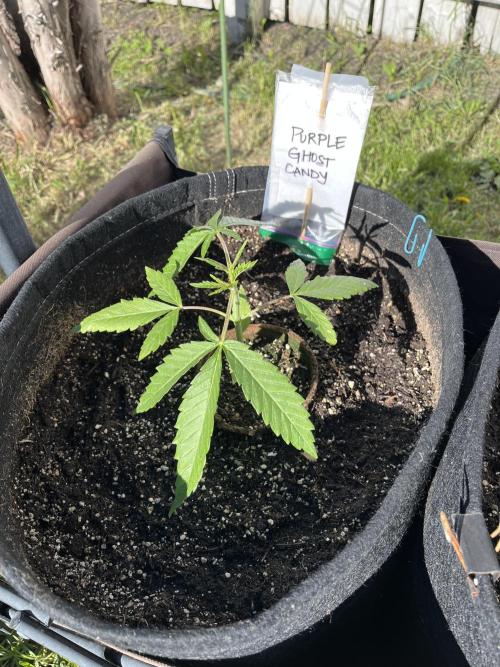 Purple Ghost Candy. Week 6