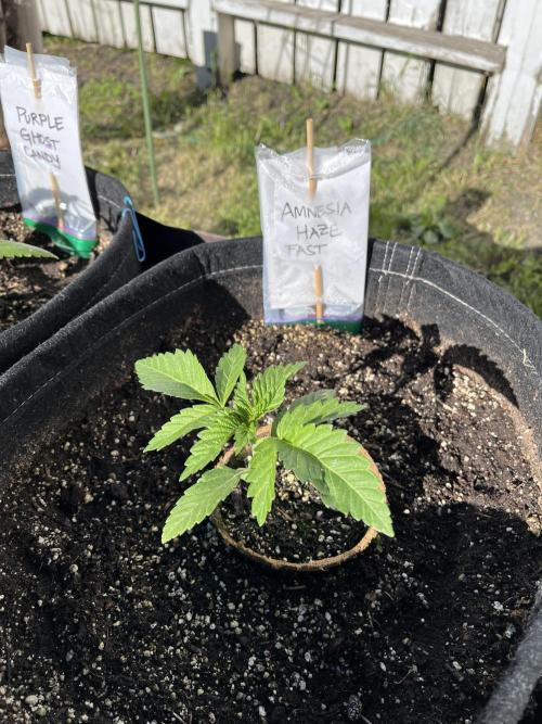 Amnesia Haze Go Fast. Week 6