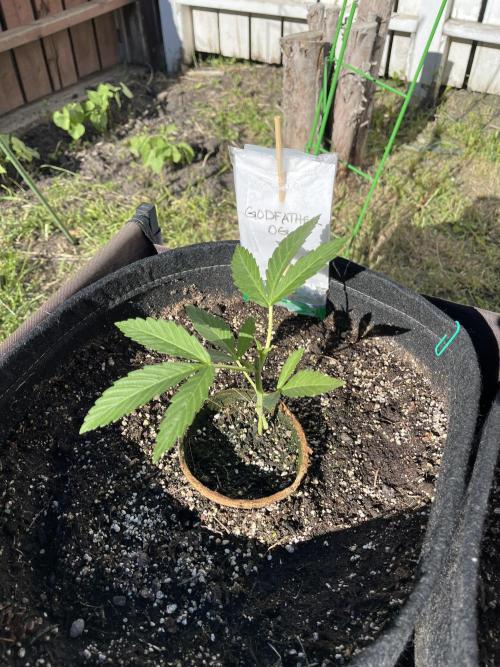 Godfather OG. Week 6
