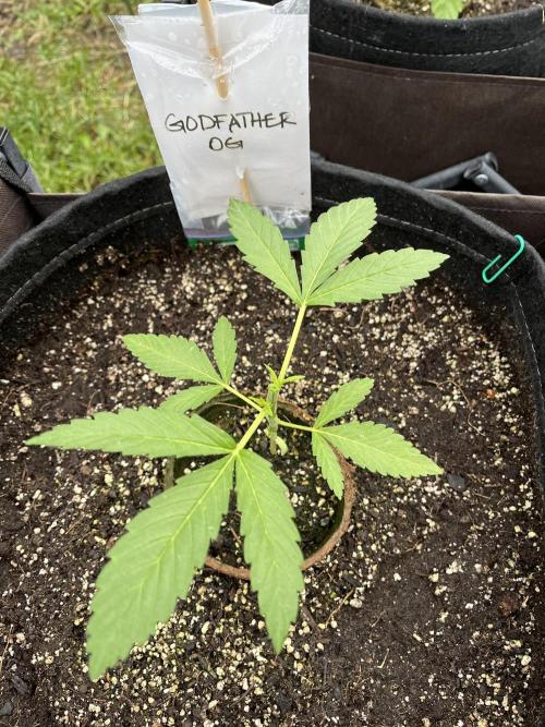 Godfather OG. Week 6