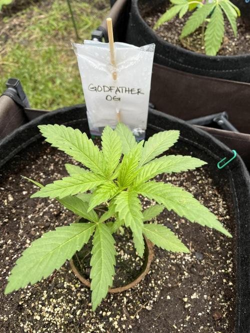 26 The Godfather. Week 6 - June 8 Day 38 morning 