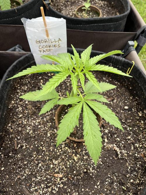 26 Gorilla Cookies Fast. Week 6 - June 8 Day 38 morning 