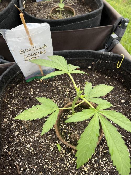 26 Gorilla Cookies Fast. Week 6 - June 8 Day 38 morning 
