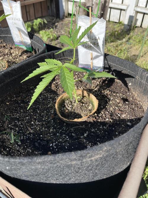 Gorilla Cookies FF. Week 6