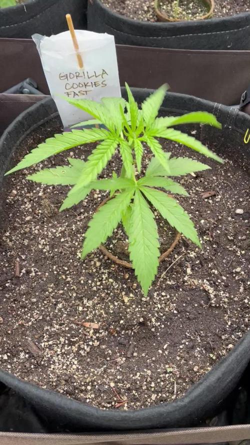26 Gorilla Cookies Fast