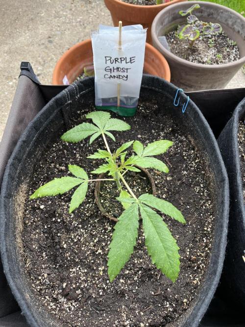 Purple Ghost Candy. Week 6