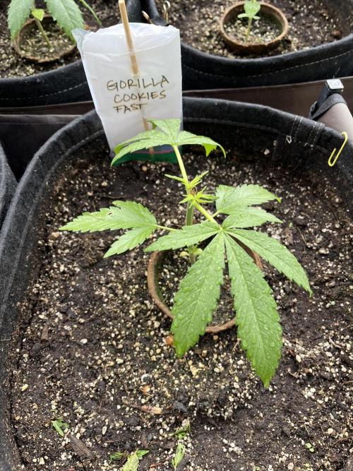 26 Gorilla Cookies Fast. Week 6 - June 10 Day 40
