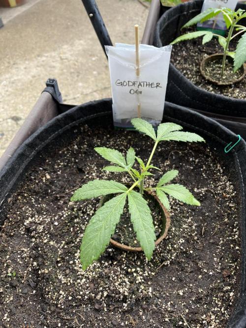 Godfather OG. Week 6