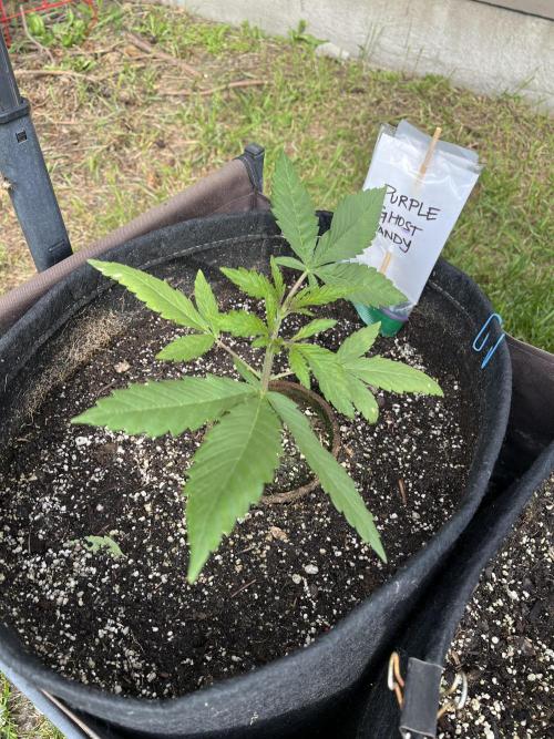 Purple Ghost Candy. Week 6