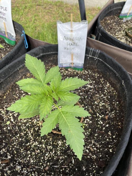 26 Amnesia Haze Fast. Week 6 - June 11 Day 41