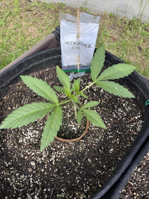 26 The Godfather. Week 6 - June 11 Day 41