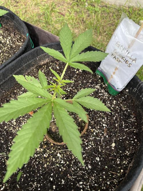 26 Gorilla Cookies Fast. Week 6 - June 11 Day 41