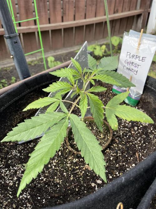 26 Purple Ghost Candy. Week 6 - June 12 Day 42