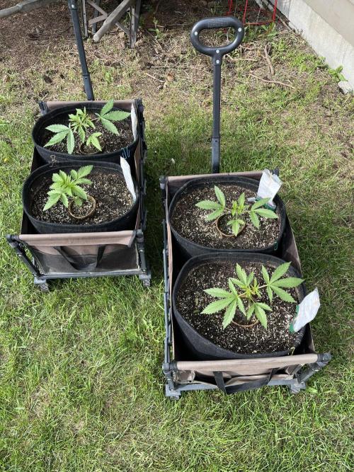 26 Purple Ghost Candy. Week 6 - June 12 Day 42