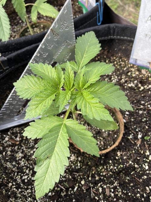 26 Amnesia Haze Fast. Week 6