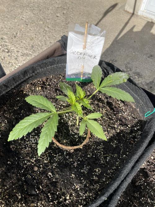 26 The Godfather. Week 7 - June 13 Day 43