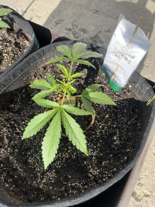 26 Gorilla Cookies Fast. Week 7 - June 13 Day 43