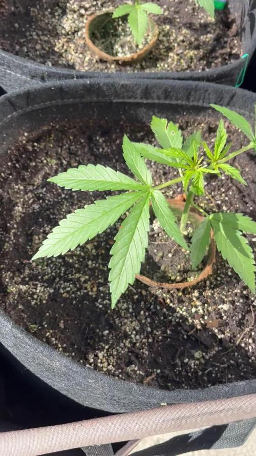 26 Gorilla Cookies Fast