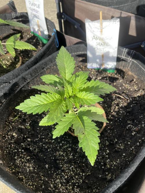26 Amnesia Haze Fast. Week 7 - June 13 Day 43