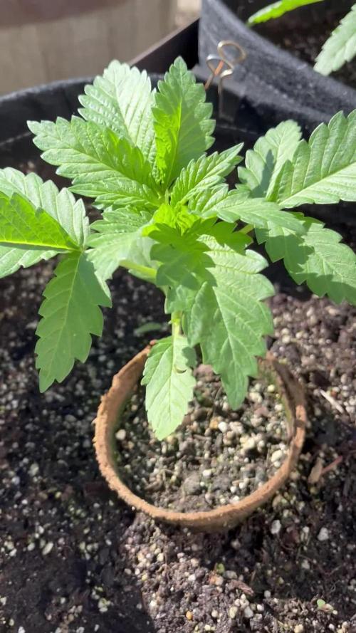 26 Amnesia Haze Fast