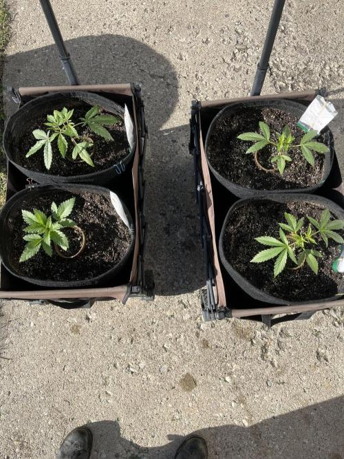 26 Purple Ghost Candy. Week 7 - June 13 Day 43
