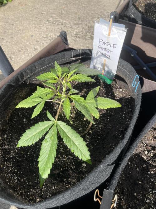 26 Purple Ghost Candy. Week 7 - June 13 Day 43