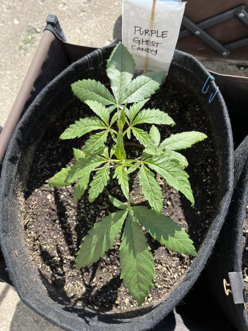 26 Purple Ghost Candy. Week 7 - June 14 Day 44