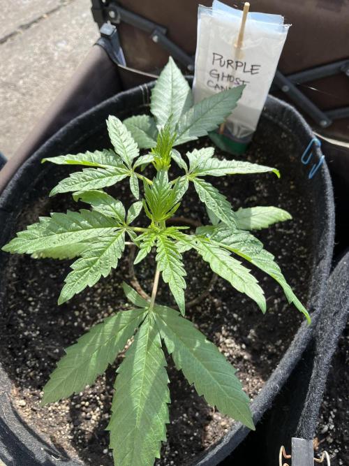 Purple Ghost Candy. Week 7