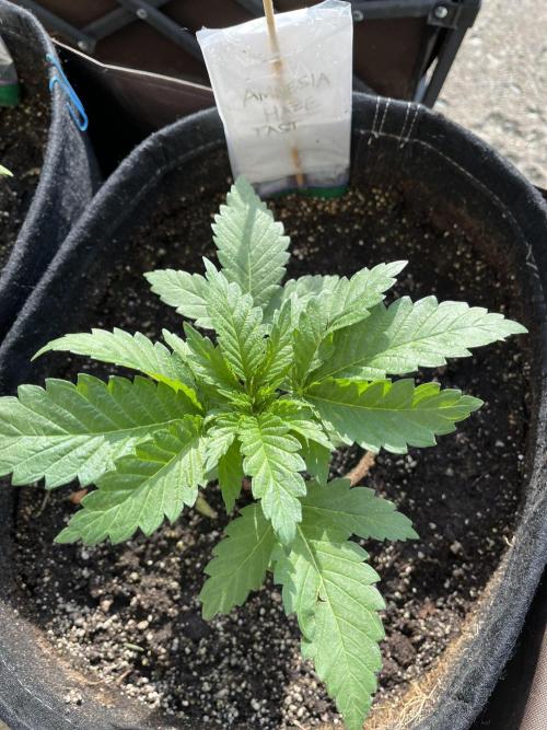 26 Amnesia Haze Fast. Week 7 - June 15 Day 45