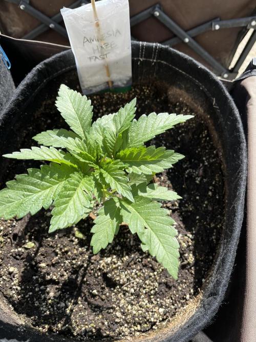 26 Amnesia Haze Fast. Week 7 - June 14 Day 44