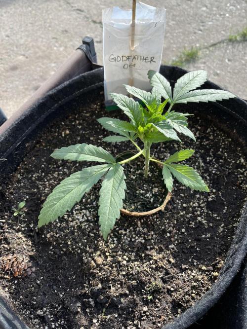 26 The Godfather. Week 7 - June 14 Day 44