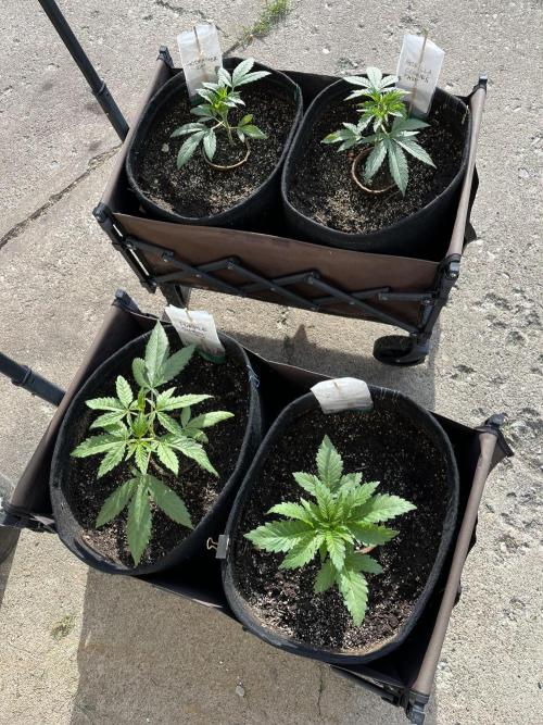26 The Godfather. Week 7 - June 15 morning 