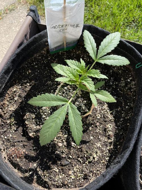 Godfather OG. Week 7