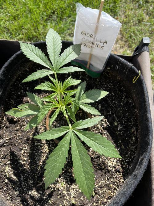 26 Gorilla Cookies Fast. Week 7 - June 14 Day 44