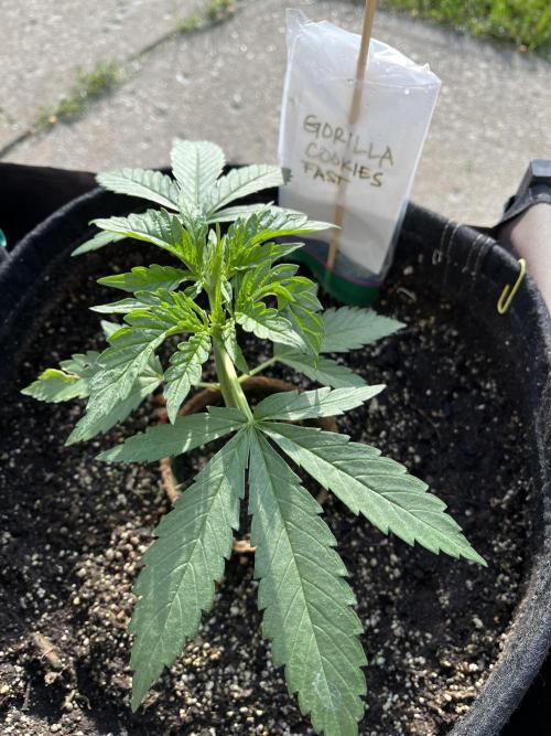 Gorilla Cookies FF. Week 7