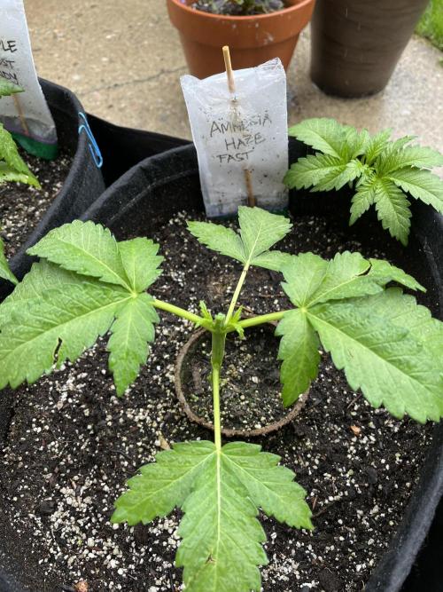 26 Amnesia Haze Fast. Week 7 - June 17 Day 47 topped 