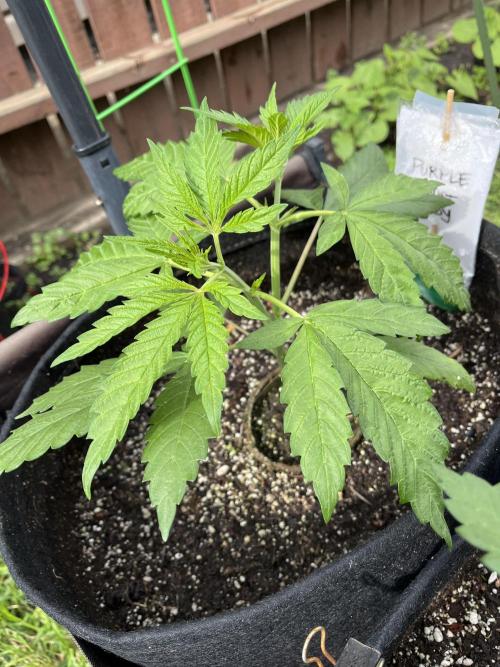 26 Purple Ghost Candy. Week 7 - June 17 Day 47