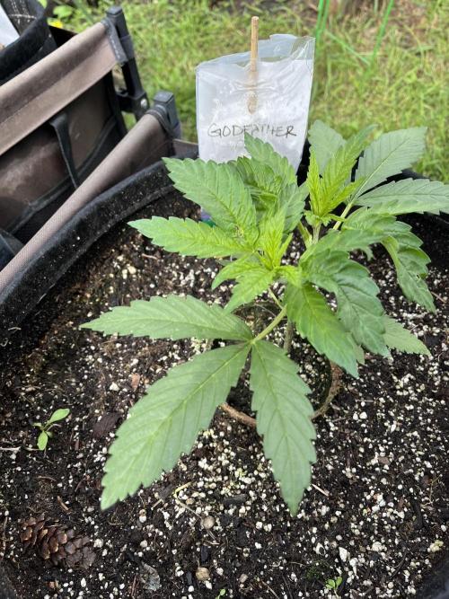 Godfather OG. Week 7