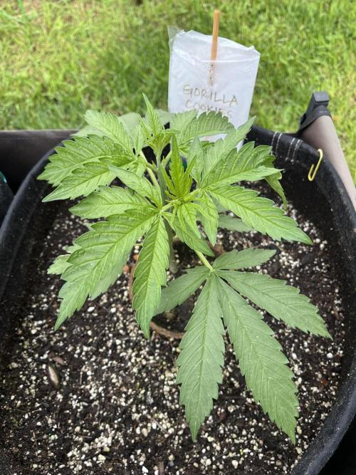 26 Gorilla Cookies Fast. Week 7 - June 17 Day 47