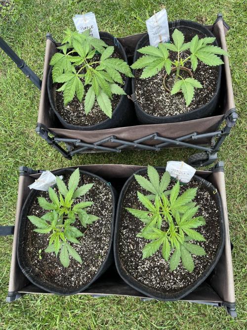 26 Purple Ghost Candy. Week 7 - June 18 Day 48