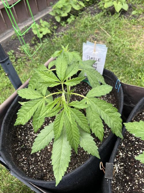 26 Purple Ghost Candy. Week 7 - June 18 Day 48