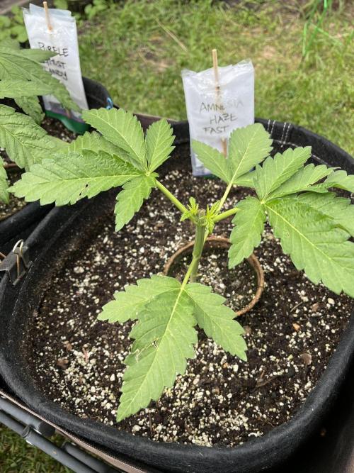 26 Amnesia Haze Fast. Week 7 - June 18 Day 48